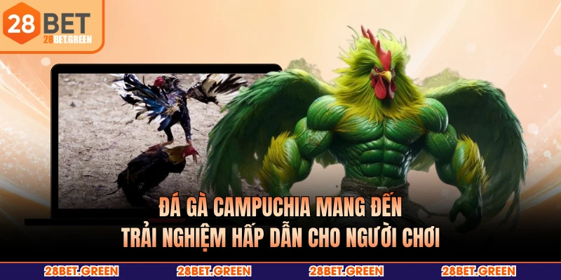 Đá gà Campuchia mang đến trải nghiệm hấp dẫn cho người chơi
